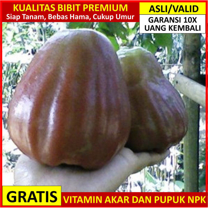 Bibit Jambu Air King Rose Asli Bergaransi Bibit Jambu KingRose Okulasi