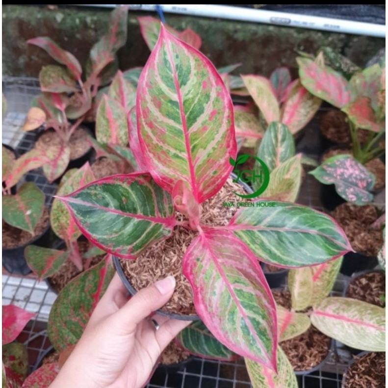 Aglonema Red Emerald Dragon (Khusus DEAL VIA LIVE)