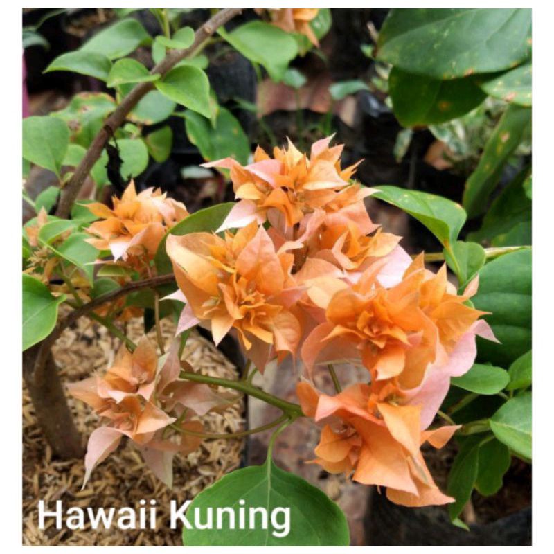 READYTANAMAN HIAS BUGENVIL BUNGA KERTAS//HAWAI KUNING TERMURAH