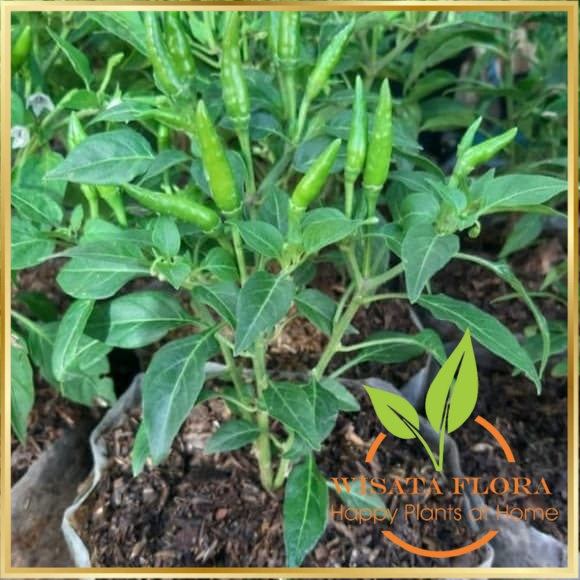 Bibit Tanaman Cabe / Bibit Cabe Rawit Setan Siap Tanam - Pohon Cabe Rawit Setan Wisata Flora