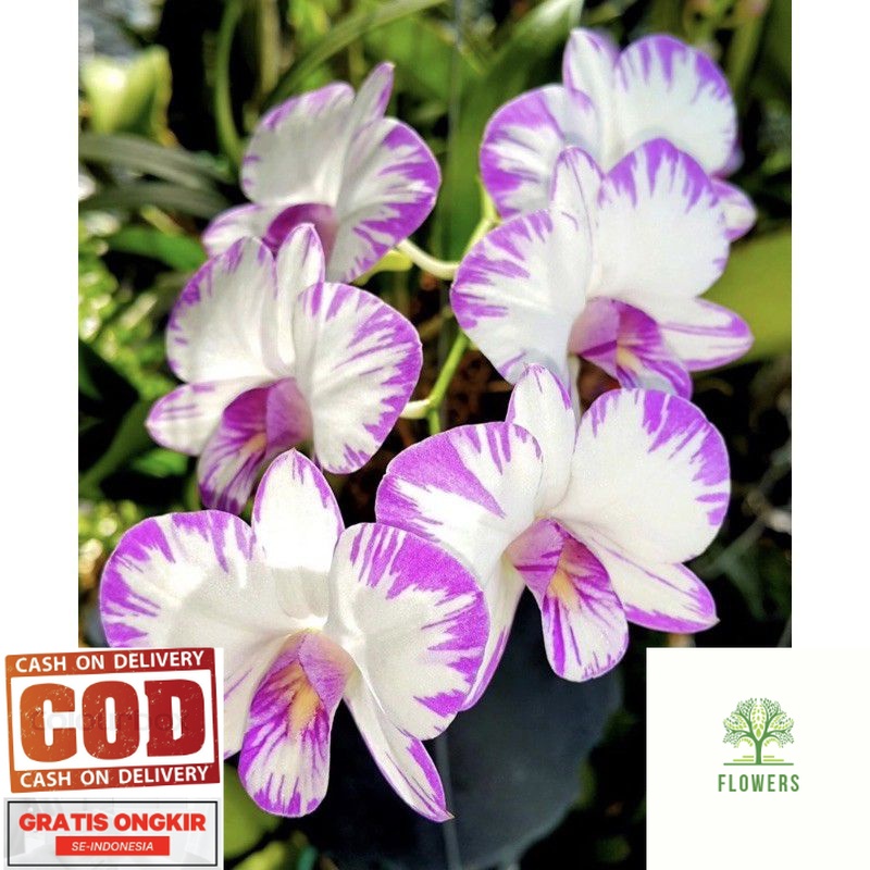 Seedling anggrek dendrobium enobi splash-tanaman hidup-bunga hidup murah-tanaman gantung hidup-bunga hiasan rumah-anggrek indonesia-tanaman viral (BISA COD)