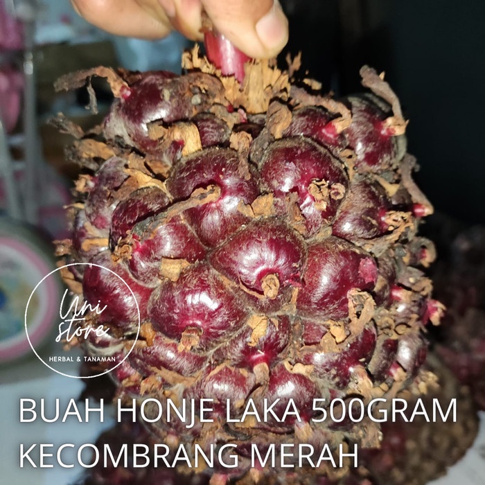 

Buah Honje merah - laka - kecombrang segar termurah