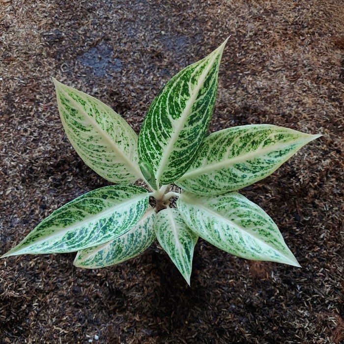 >Aglonema Legacy Putih