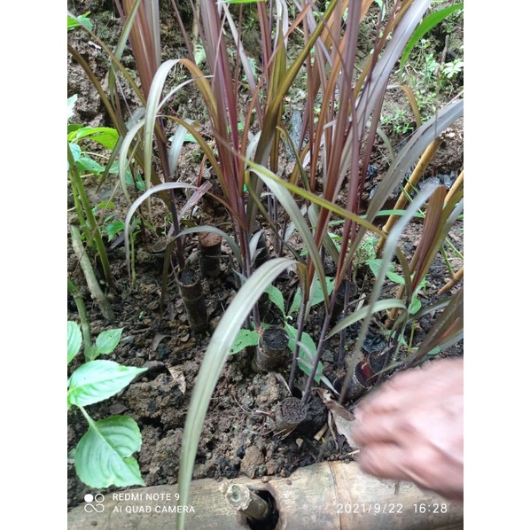 Bibit tebu hitam tebu wulung