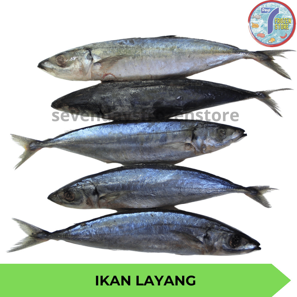 

Ikan Layang Beku Frozen