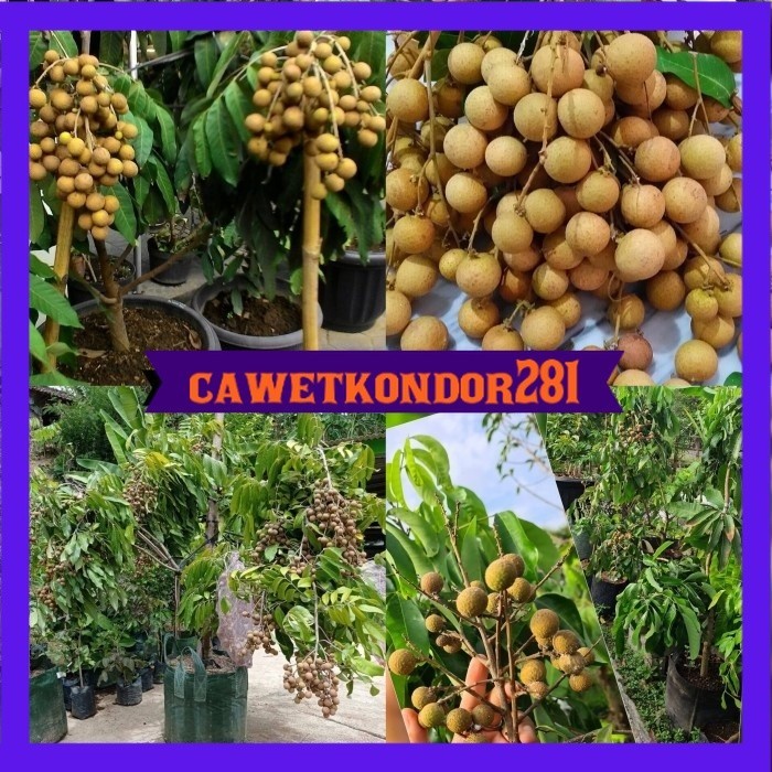 bibit kelengkeng itoh super