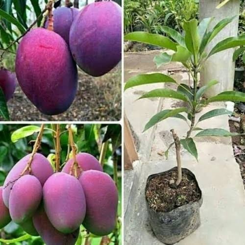 BIBIT MANGGA IRWIN HASIL OKULASI TABULAMPOT