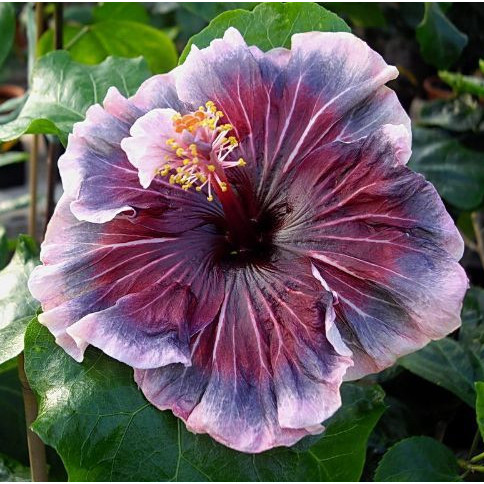 Termurah Benih Bibit Kembang Sepatu Hibiscus Purple Gothic