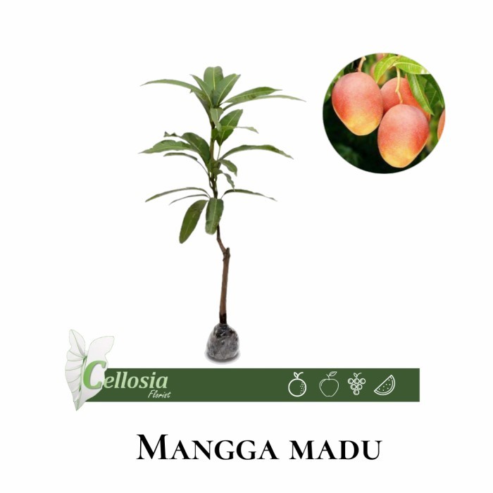 Bibit Tanaman Buah Mangga Madu