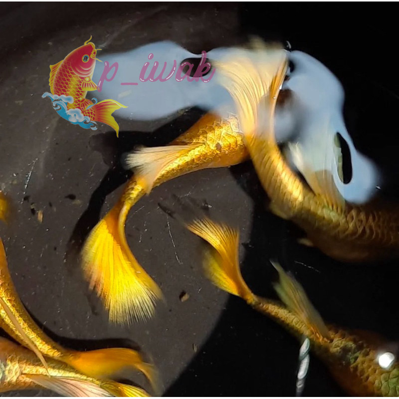 Sale guppy  per ekor betina  gold