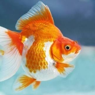 Kebutuhan aquarium Ikan Hias Mas Koki Sakura Ryukin - Goldfish Aquascape - Ryukin, Kecil