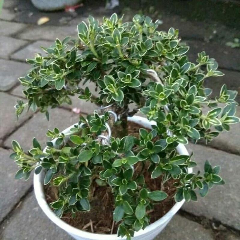 Bibit bonsai mirten-tanaman hias bunga mirten-mirten