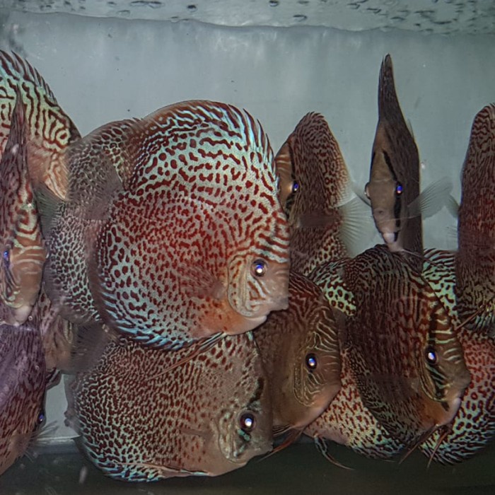 anakan discus 2cm lss-leopard-tiger paket 50 ekor