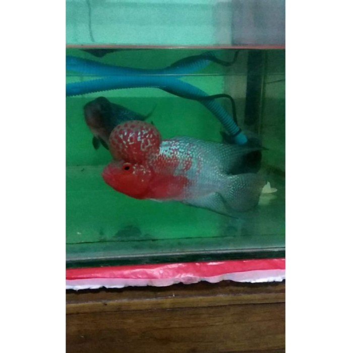 pemanis aquarium Ikan louhan lohan SRD GEN ORI burayak 2 3 cm BELI 3 GRATIS 1