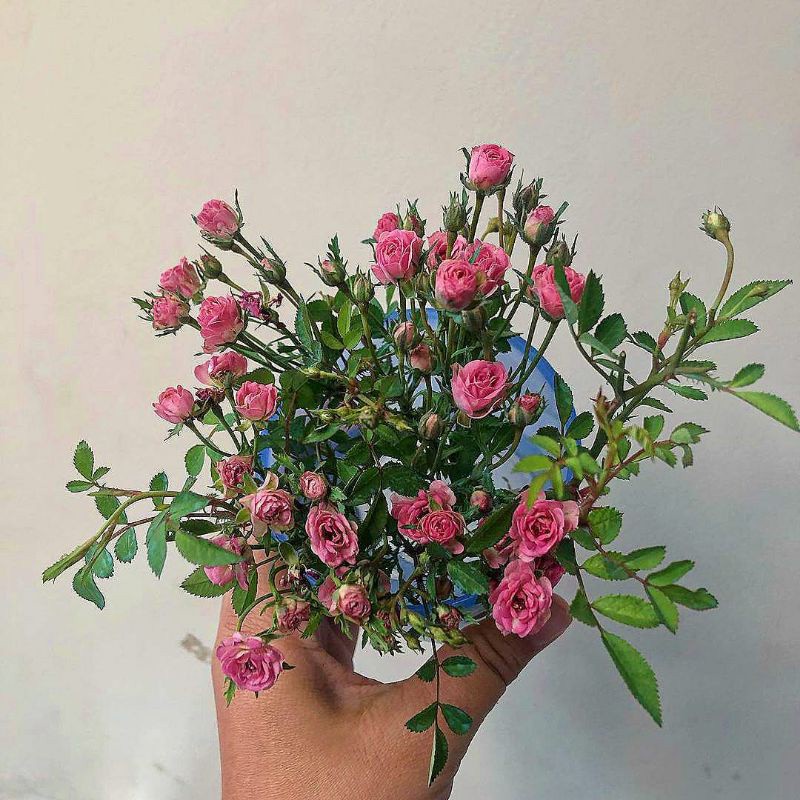 Tanaman Bunga Mawar Baby Rose Pink Hidup Berbunga - Bibit Babyrose - Bunga Mawar