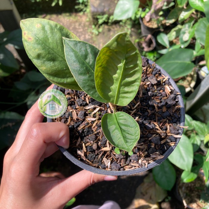 Tanaman Hias Anthurium Superboom Ekonomis