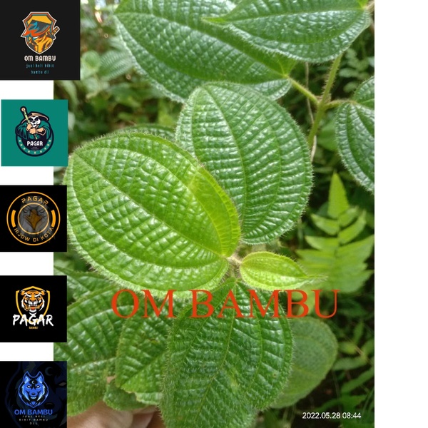 

tanaman herbal daun harendong bulu atow daun senggani bulu 500 gm