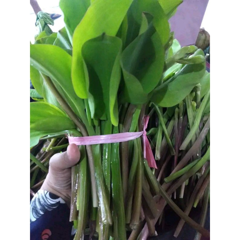 

gendot genjer segar perikat kebun indah