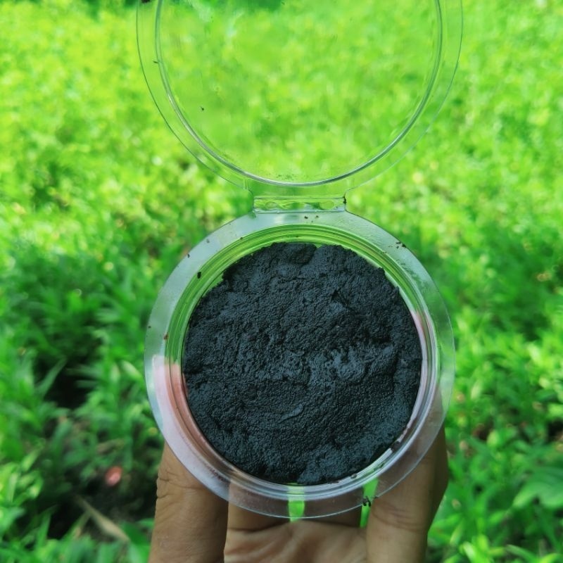 kluwak umpan mancing bawal gacor