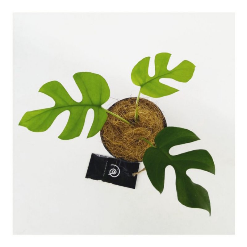 (TERMURAH) Monstera tetrasperma asli 3-6 daun-monstera-tetrasperma-tanaman hidup-bunga hidup