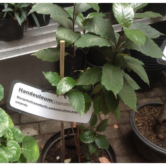 Daun Ungu Daun Handeuleum Perhelai Obat Wasir Obat Ambeyen