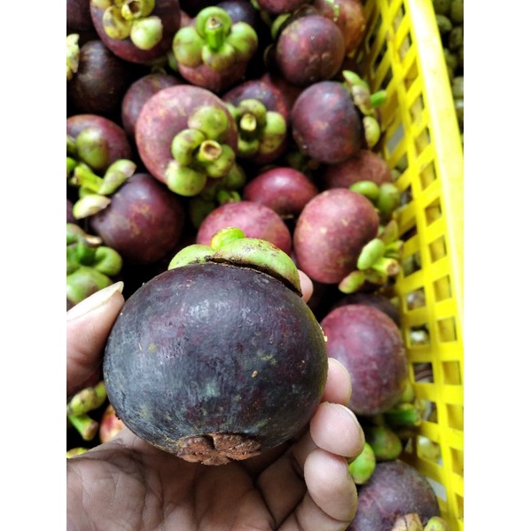 

cod 1 Kg BUAH MANGGIS MATANG MANGGIS SEGAR BARU PETIK mugilaris