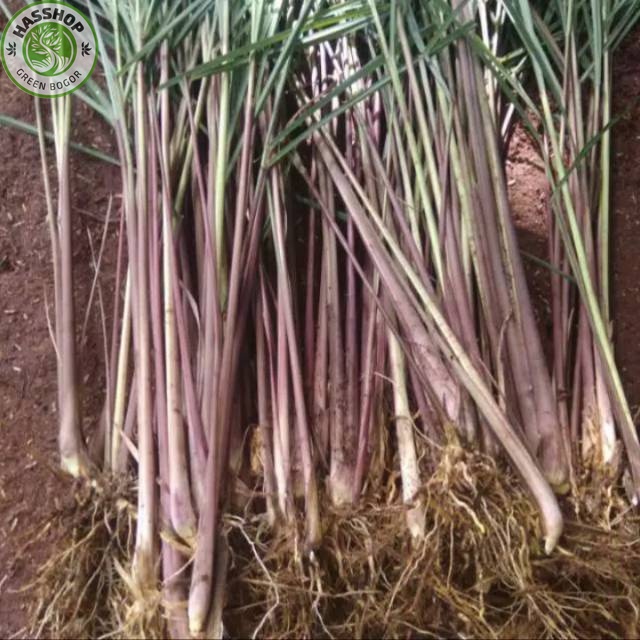 

Tanaman Sereh merah Wangi Segar COD