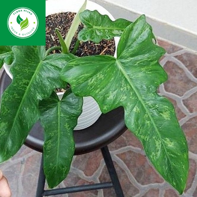 ~ ( BISA COD ) Tanaman Hias Philo Dragon Variegata / Tanaman Hidup Philodendroon Dragon Variegata / 