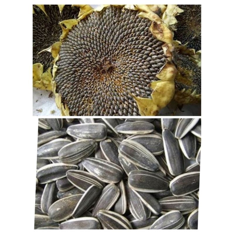 KUACI MATAHARI JUMBO 1KG