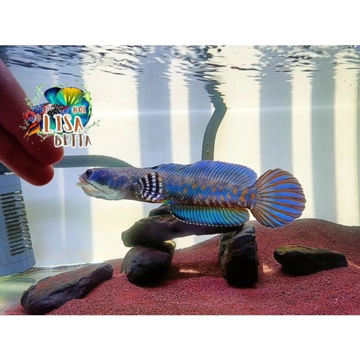 pemanis aquarium pemanis aquarium channa blue pulchra 11 12 13 gondrong chana pulcra cana full bonus