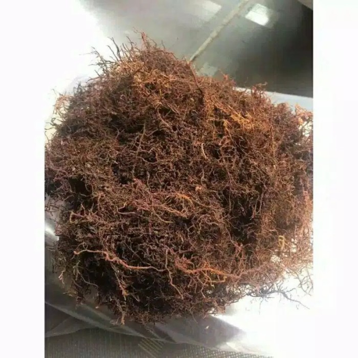 

Media tanam mos hitam akar kadaka - media tanam anggrek 1kg