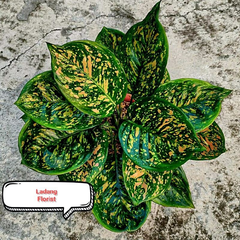 Aglonema Ruby Ciangmay Dewasa