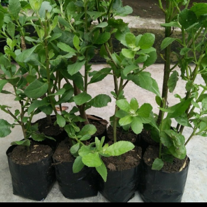 BIBIT DAUN BELUNTAS/ BIBIT TANAMAN BELUNTAS/ BIBIT HERBAL BELUNTAS