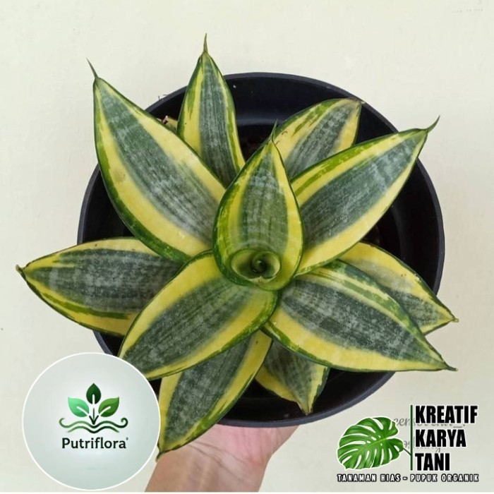 ( GRATIS ONGKIR ) Sansivera golden honey - Sansivera mini golden