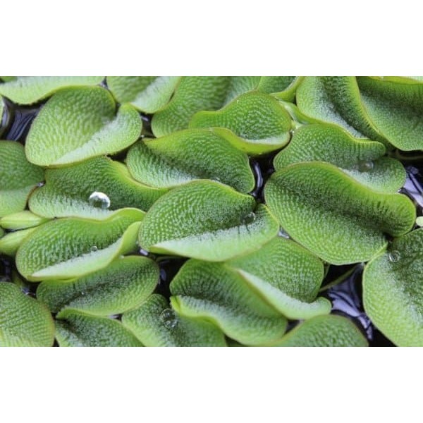 

Promo Tanaman Air Apung atau Kiambang 300 gram