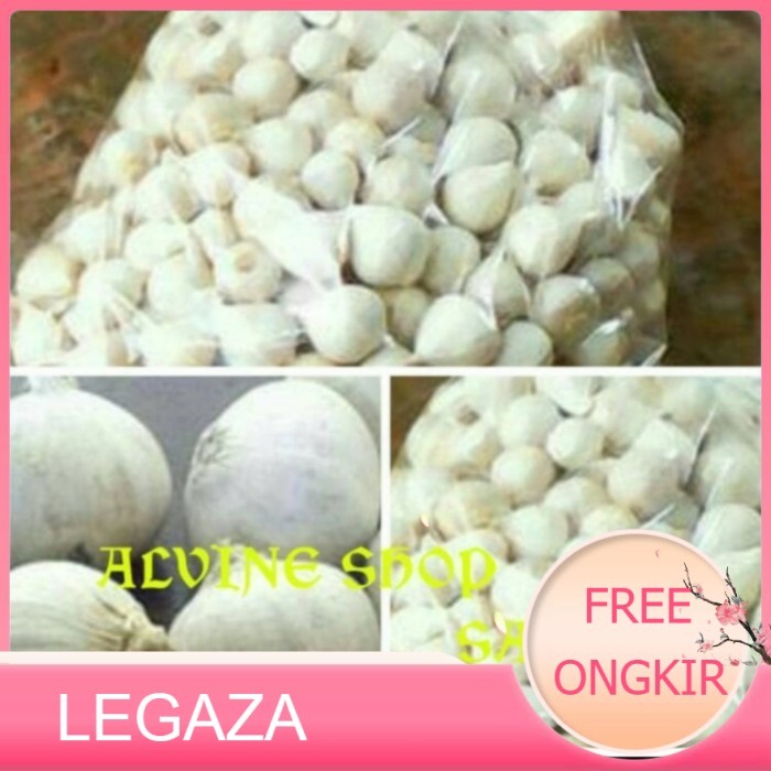 

bang putih tunggal/bang lanang - KECIL - Legaza