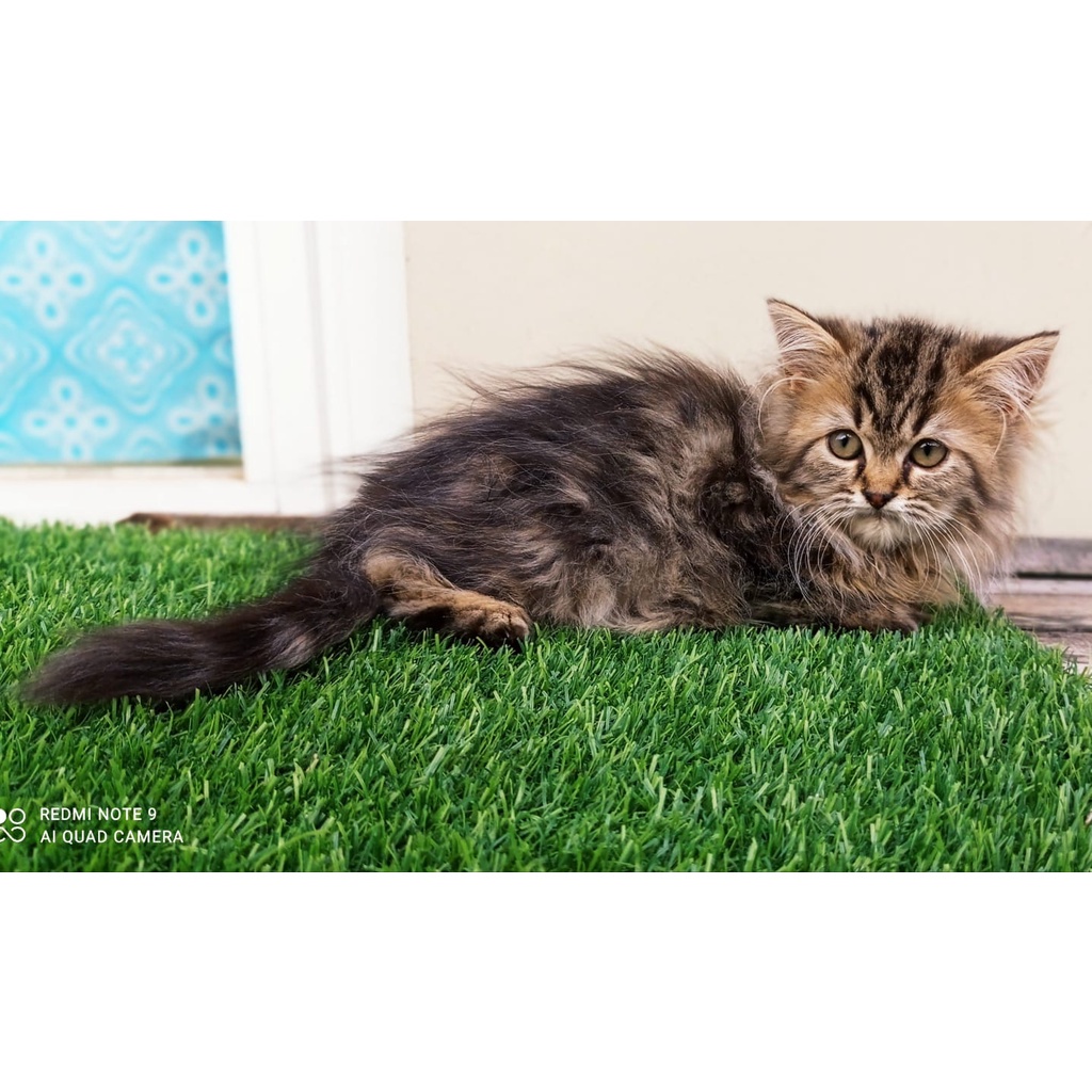 JUAL KUCING MAINECOON MIX PERSMED