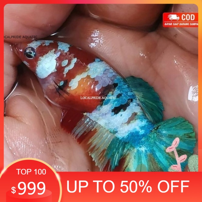 pemanis aquarium cupang betina multicolor siap breed medium - betina halfmoon