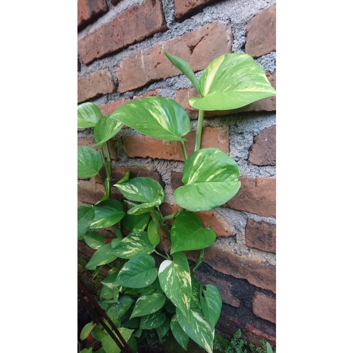 Sirih Varigata daun sirih gading sirih manjula  purworejo murah