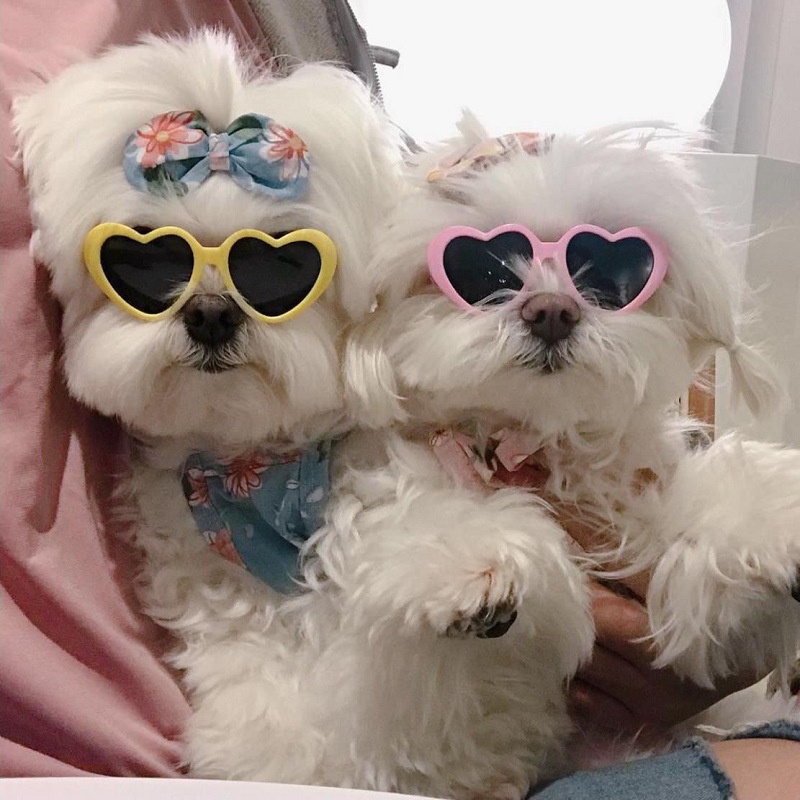 [randomfinds] Kacamata Anjing Kucing Lucu Jalan-Jalan / Dog Cat Sunglasses