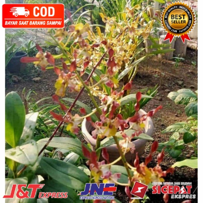 Anggrek Dendrobium Keriting Rambo Dewasa Siap Spike