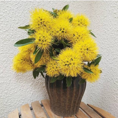 Tanaman hias xantos temon bunga kuning tanaman hias hidup xhantostemon tanaman hias santos temon bun