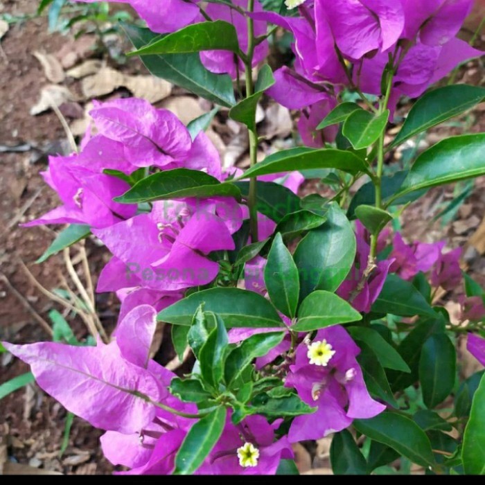 Tanaman Hias Bunga Bougenville Bangkok Ungu Berbunga