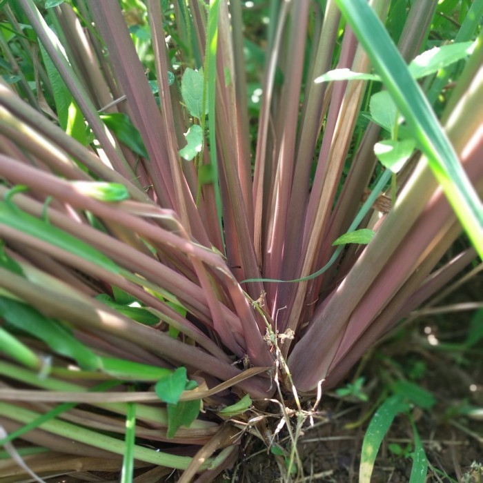 

Sereh wangi sereh merah segar 500 gram