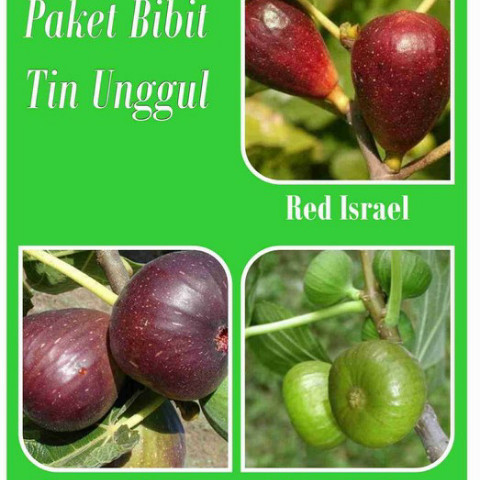 Promo Paket 3 Tanaman Buah Tin Merah Hijau Coklat