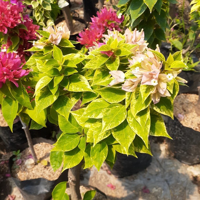 TANAMAN HIAS BOUGENVILLE 2-3 WARNA BATANG BESAR SUDAH BERBUNGA CANTIK