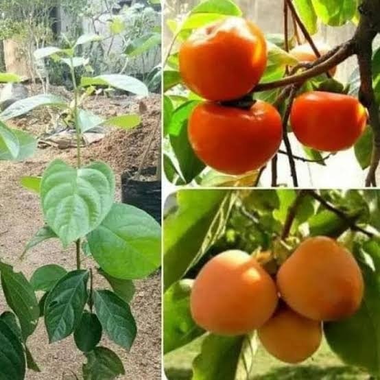 Bibit Tanaman Buah Kesemek Jepang / Kesemek Unggul