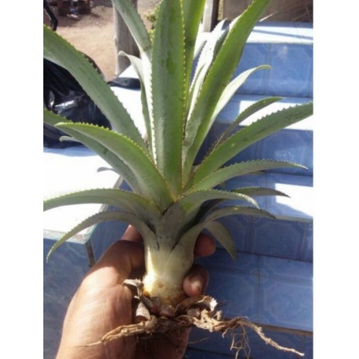 Bibit Tanaman Nanas Merah Pohon Nanas Merah Siap Tanam