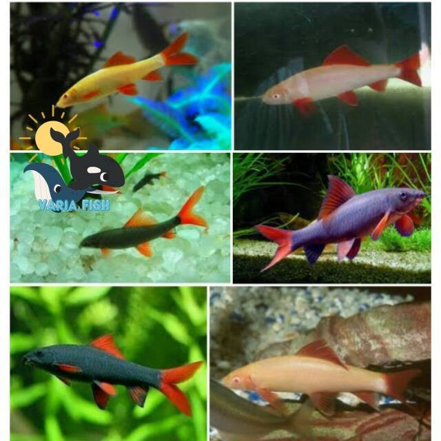 kebutuhan akuarium IKAN HIAS REDFIN ALBINO HITAM variafish