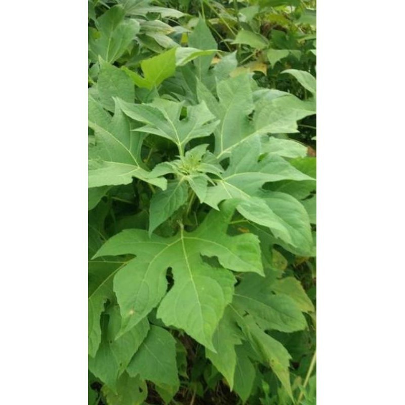 

New Promo daun insulin segar 500 gram daun insulin paitan segar COD premium